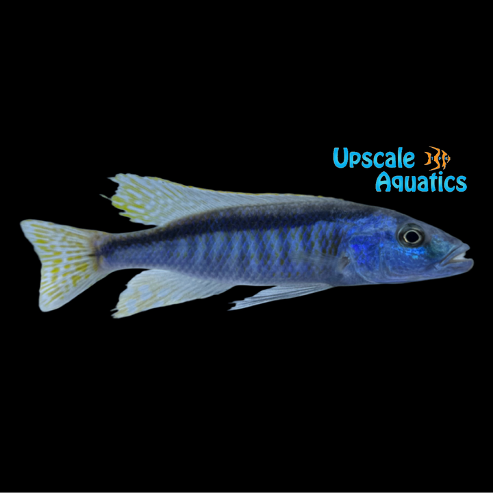 Malawi Trout (Champsochromis caeruleus)