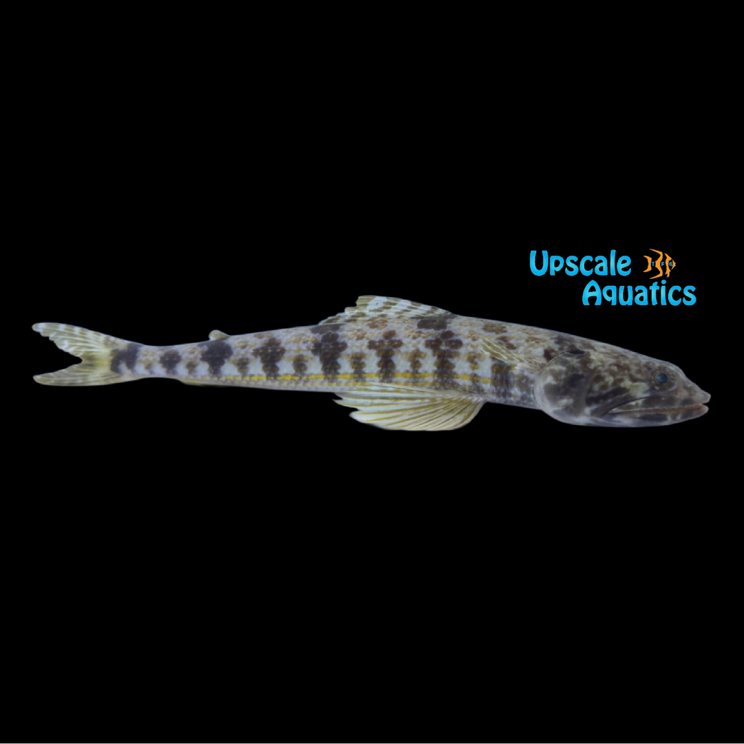 Largespot Lizardfish (Synodus macrostigmus)