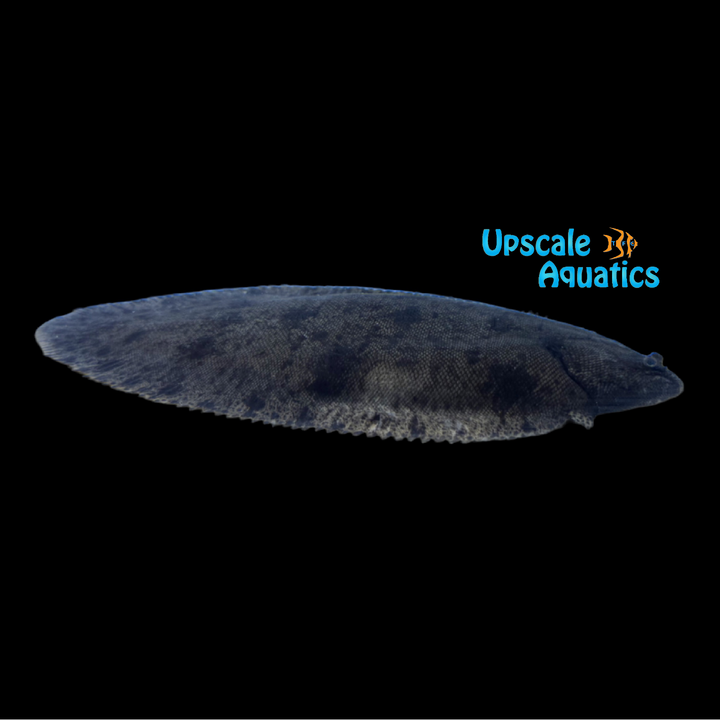 Asian Freshwater Sole (Brachirus panoides)