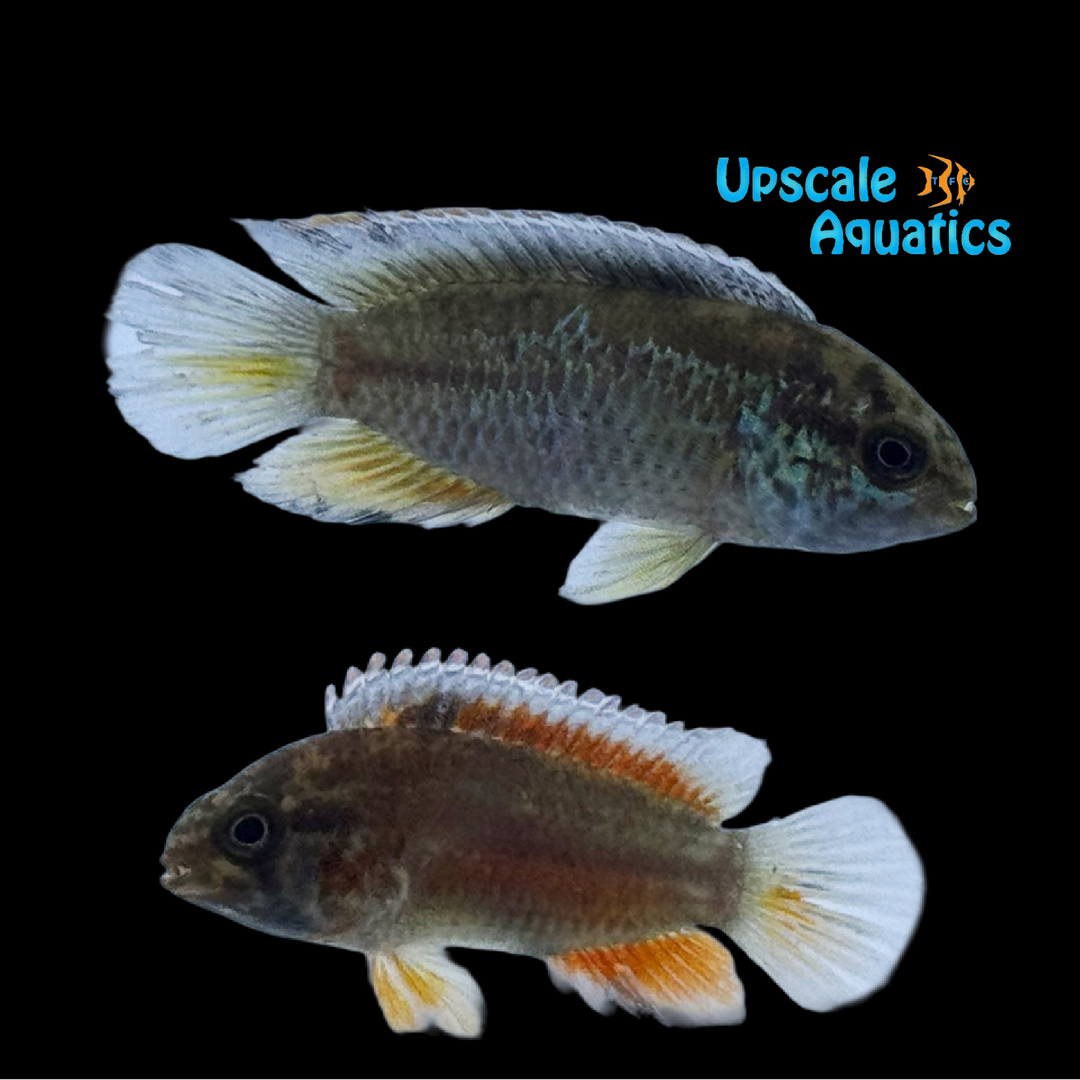 Red Golden Dwarf Acara (Nannacara anomala var.)