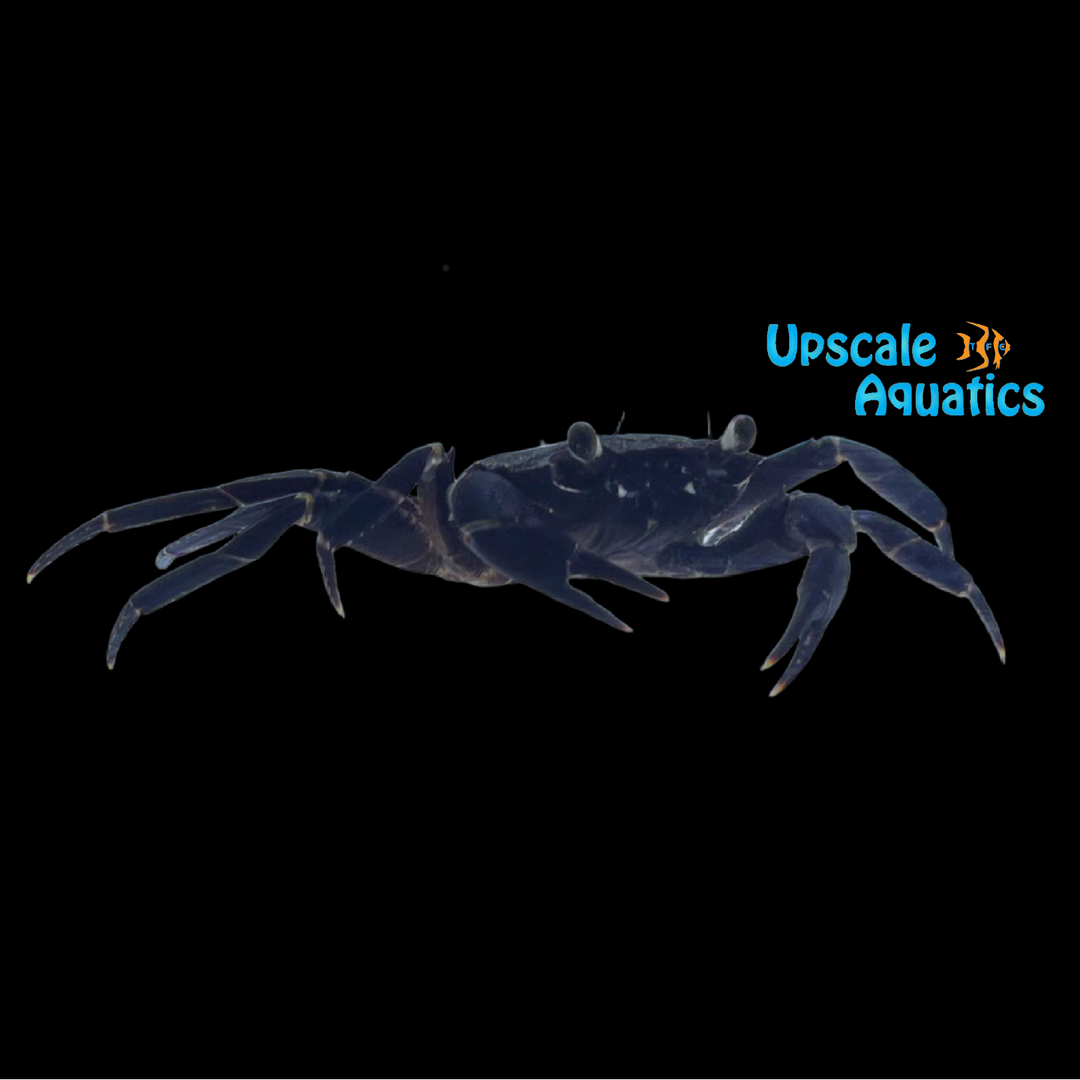 Purple Matano Crab (Syntripsa matannensis)