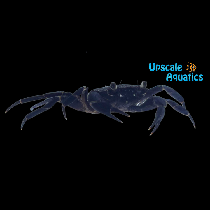 Purple Matano Crab (Syntripsa matannensis)