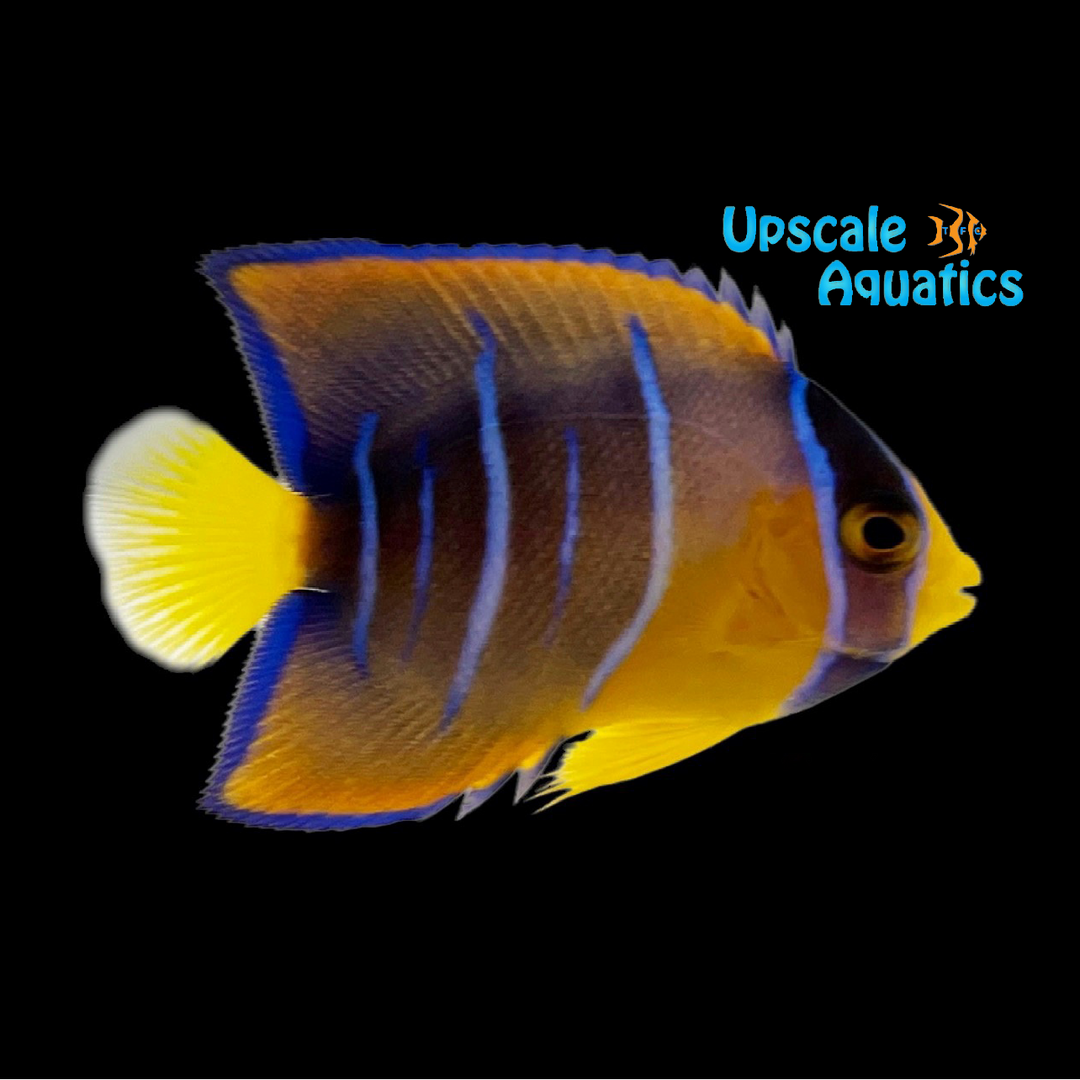 Queen Angelfish - Juvenile (Holcanthus ciliaris)