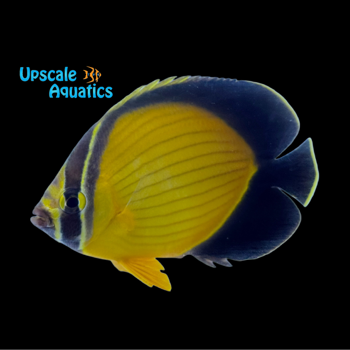 Arabian Butterflyfish (Chaetodon melapterus)