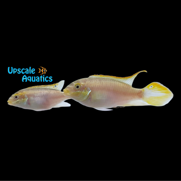 Albino Kribensis Cichlid (Pelvicachromis pulcher albino)