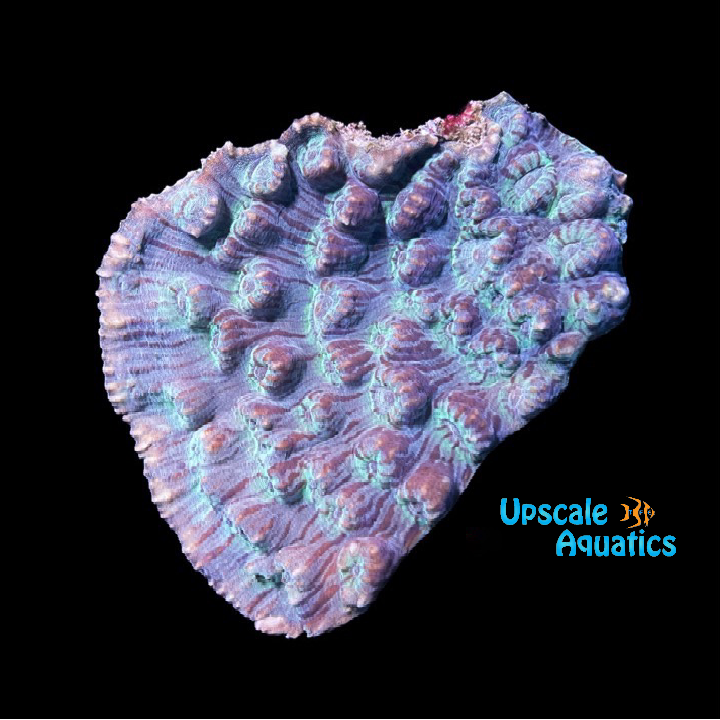 Chalice Coral (Echinophyllia sp.)