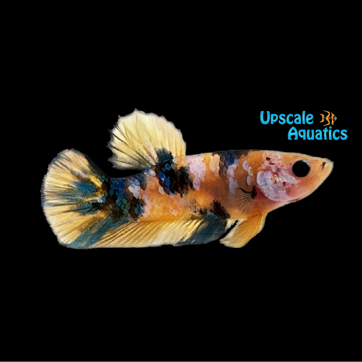 Galaxy Yellow Koi Plakat Betta - Male (Betta splendens)