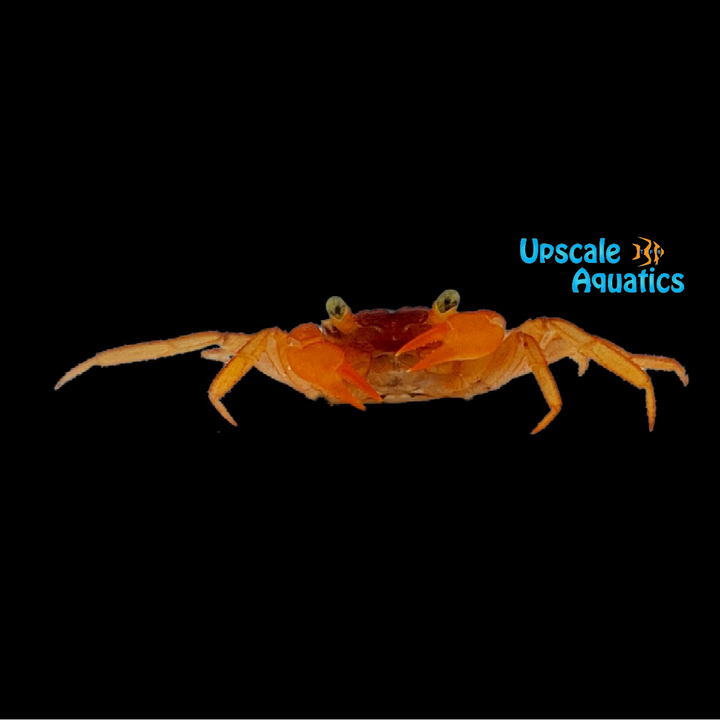 Mandarin Vampire Crab (Geosesarma notophorum)
