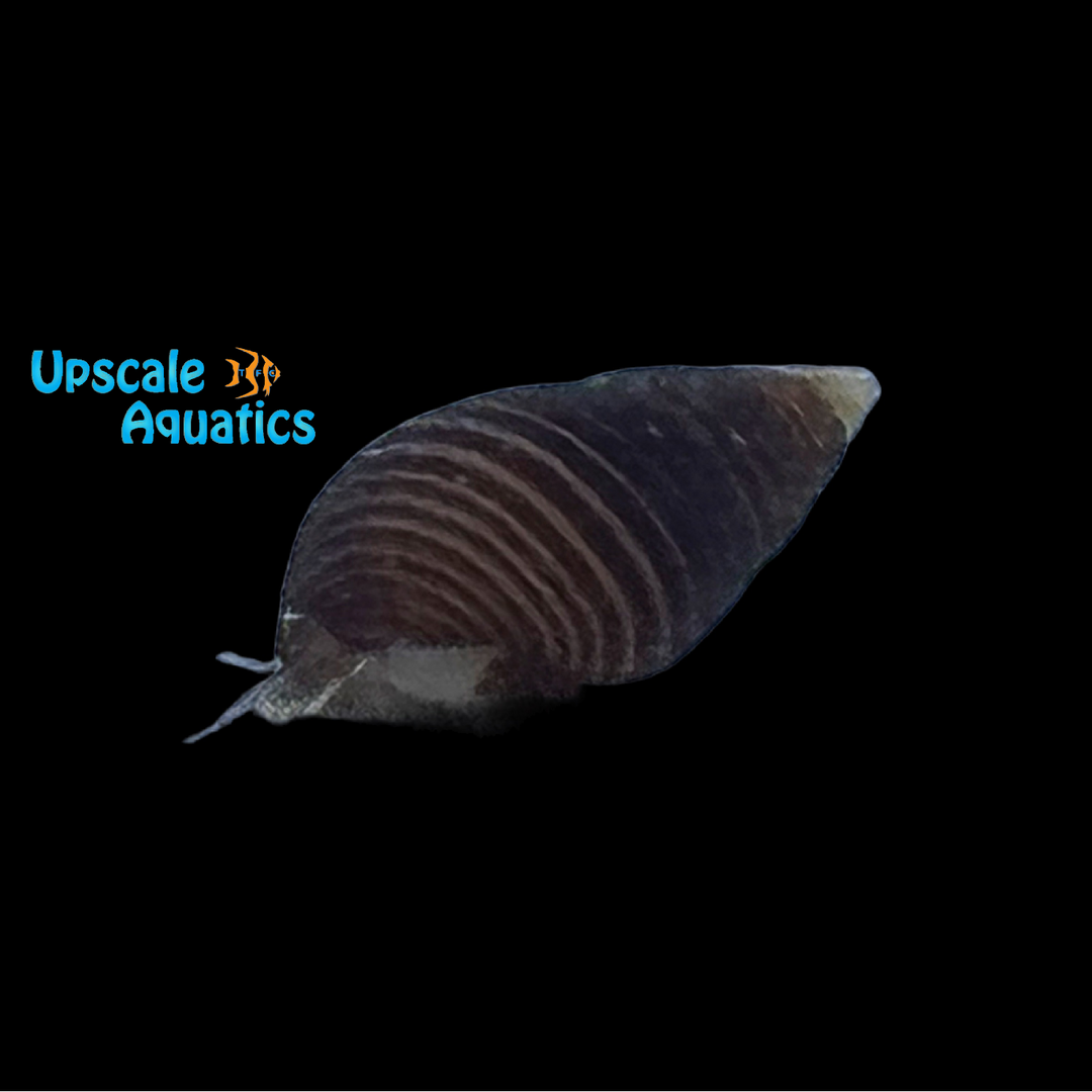 Dwarf Atlantic Planaxis Snail (Hinea lineata)