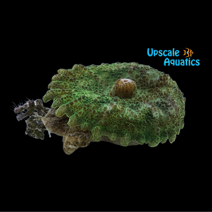Umbrella Mushroom (Discosoma neglecta)