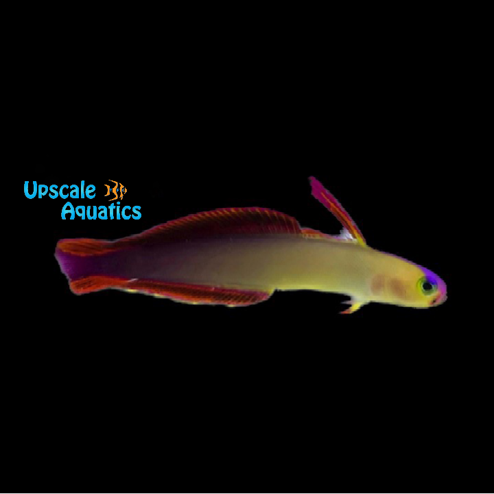 Exquisite Firefish (Nemateleotris exquisita)