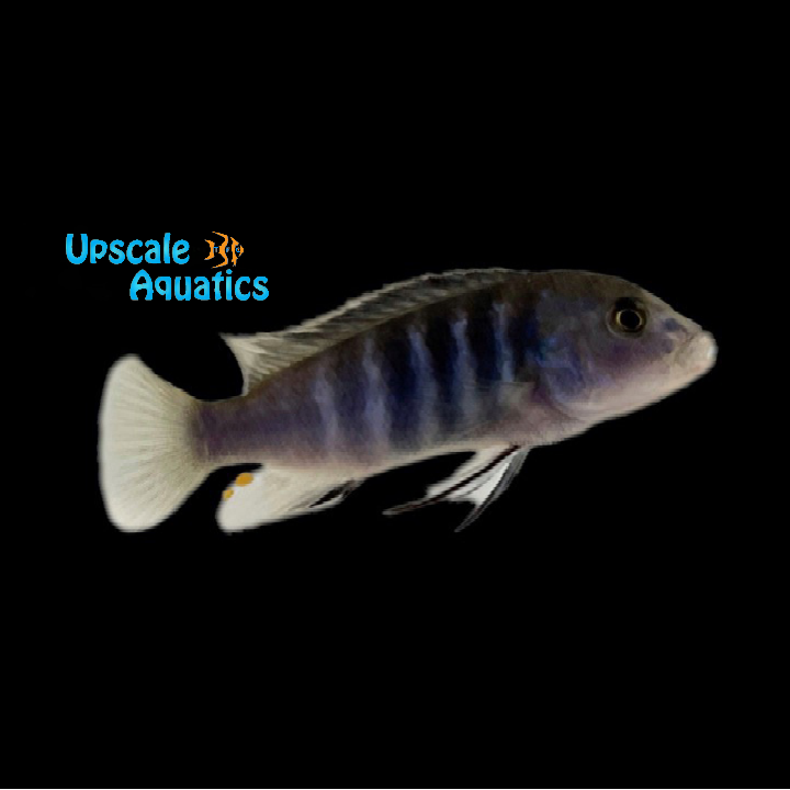 Chisumulae Lab (Labidochromis chisumulae)