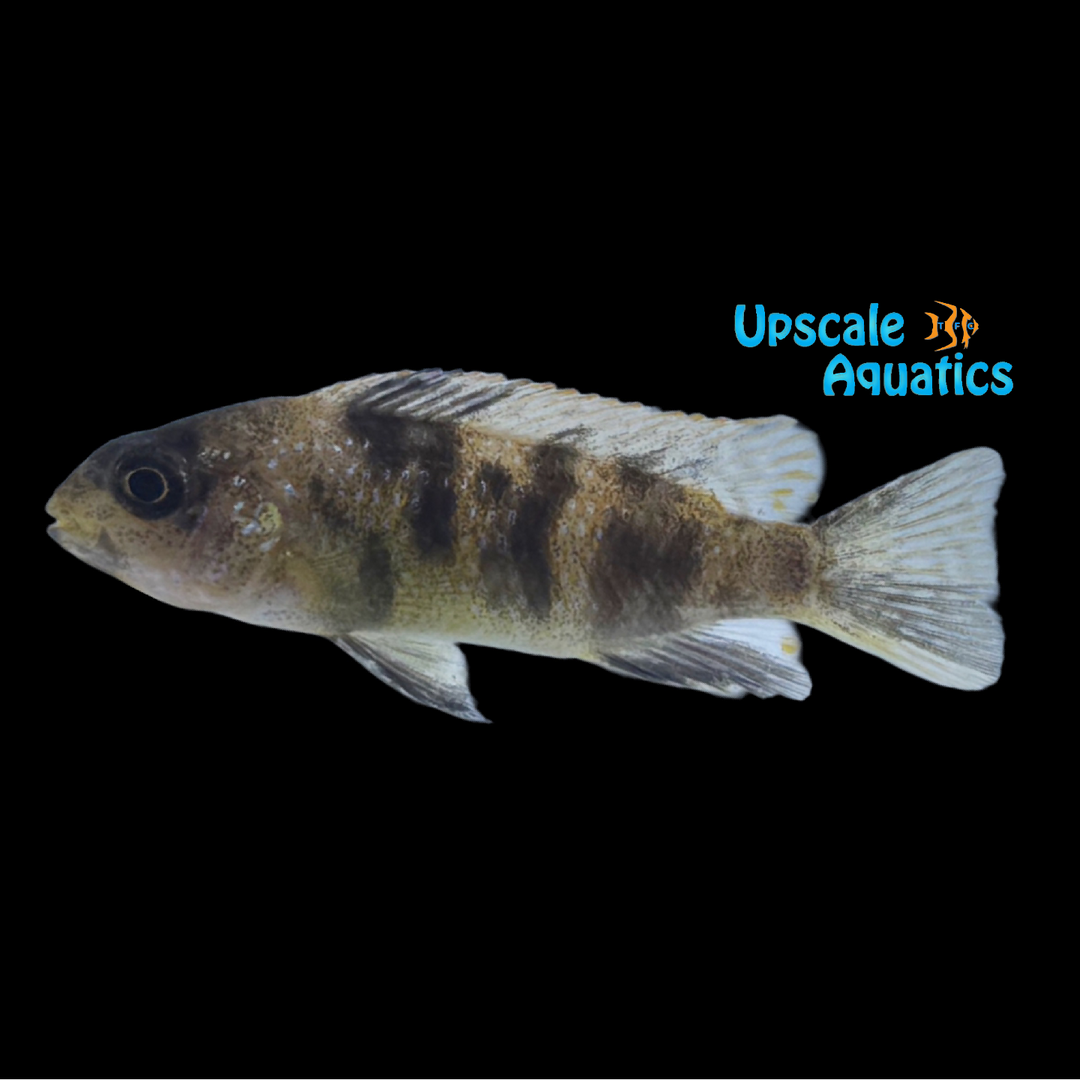 OB Tropheops Cichlid (Tropheops sp. macrophthalmus 'OB')