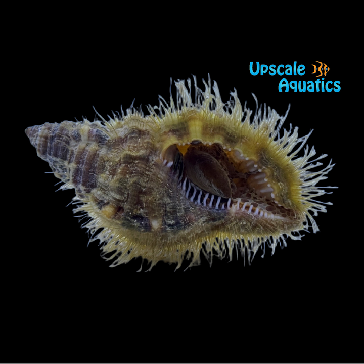 Hairy Triton Snail (Monoplex pilearis)