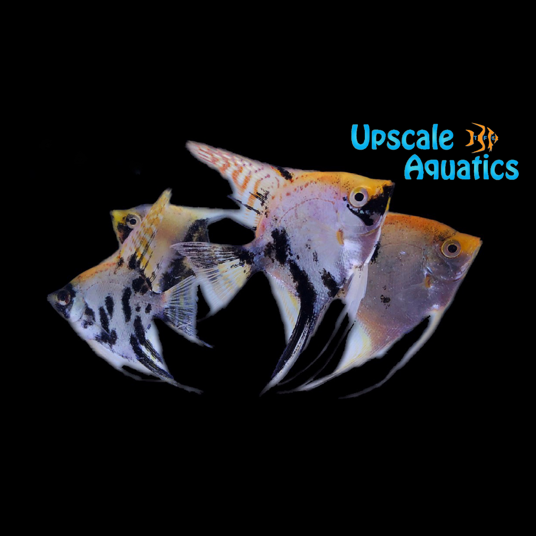Assorted Fancy Angelfish Premium Assorted Angelfish (Pterophyllum scalare) – Upscale Aquatics