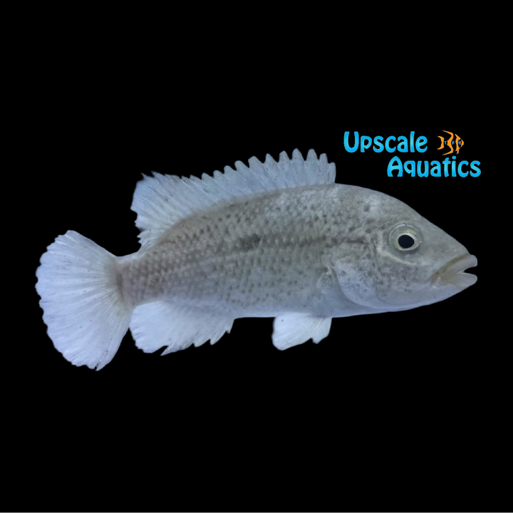 Black Nasty Cichlid (Nandopsis haitiensis)