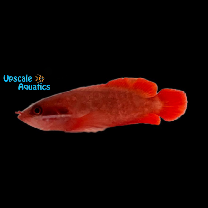 Red Soapfish (Suttonia lineata)