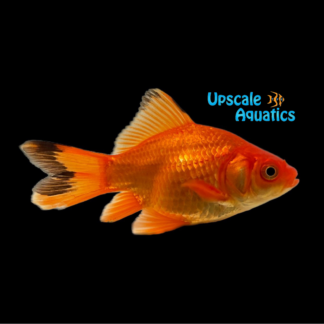 Nymph Goldfish (Carassius auratus)
