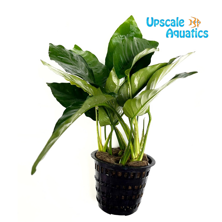 Anubias Nana (Anubias barteri var. nana)