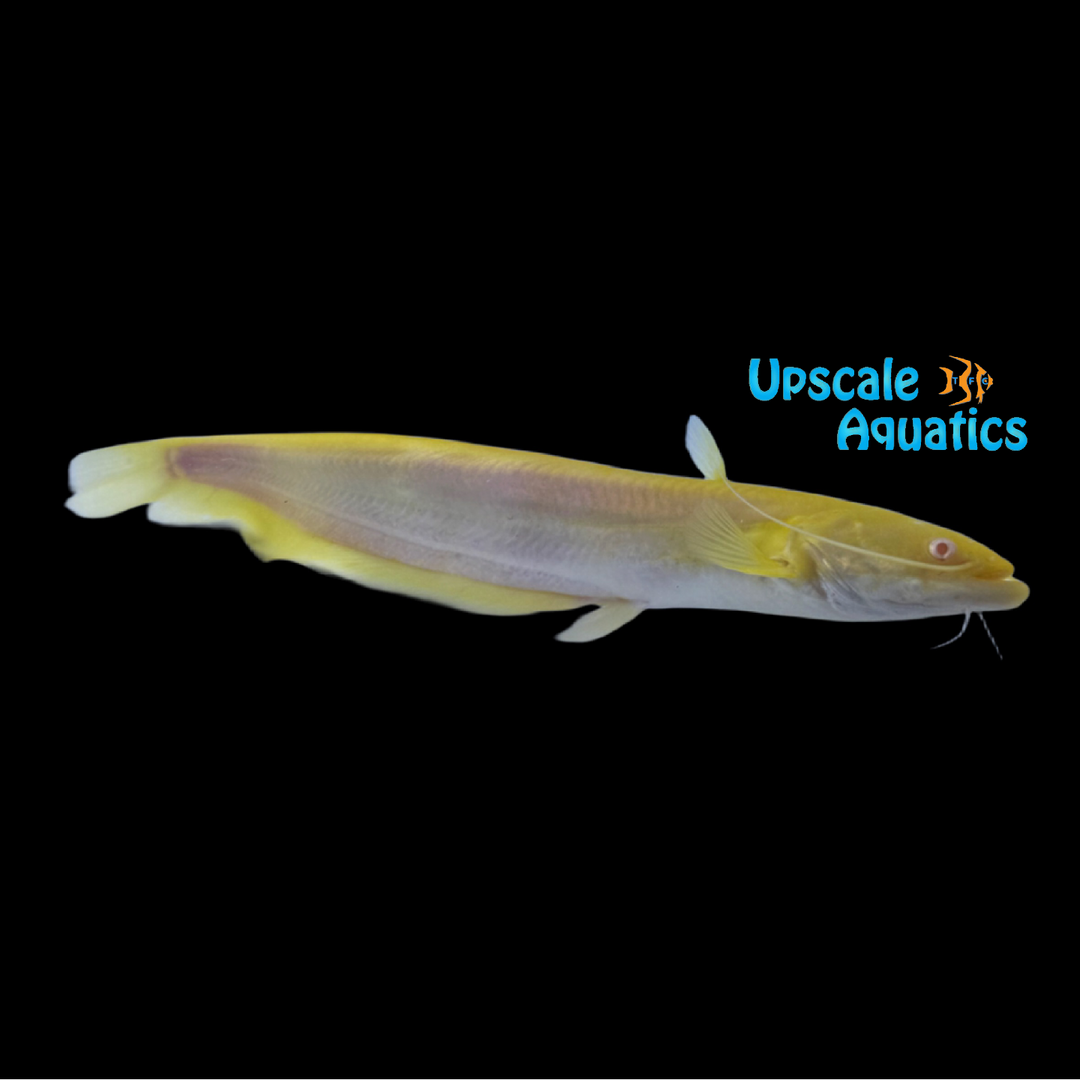 Albino Chinese Wels Catfish (Silurus meridionalis)