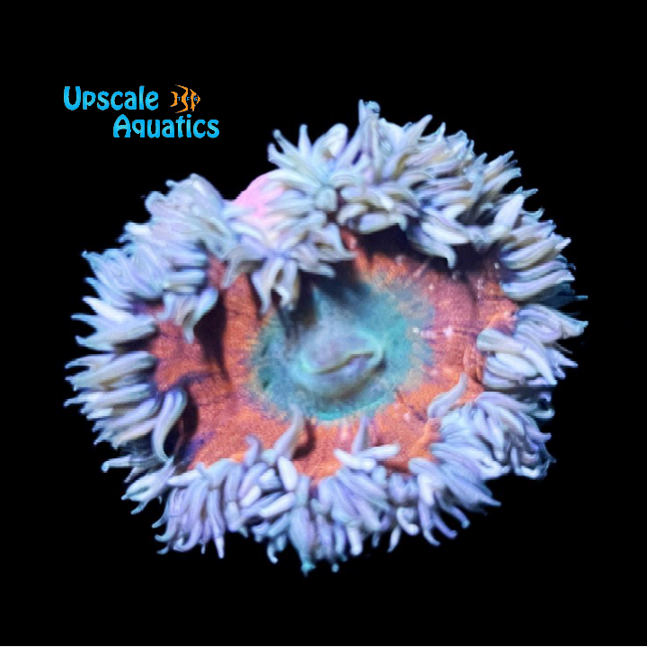 Ultra Rock Flower Anemone (Phymanthus crucifer)