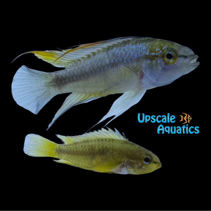 Three Stripe Apisto. (Apistogramma trifasciata)