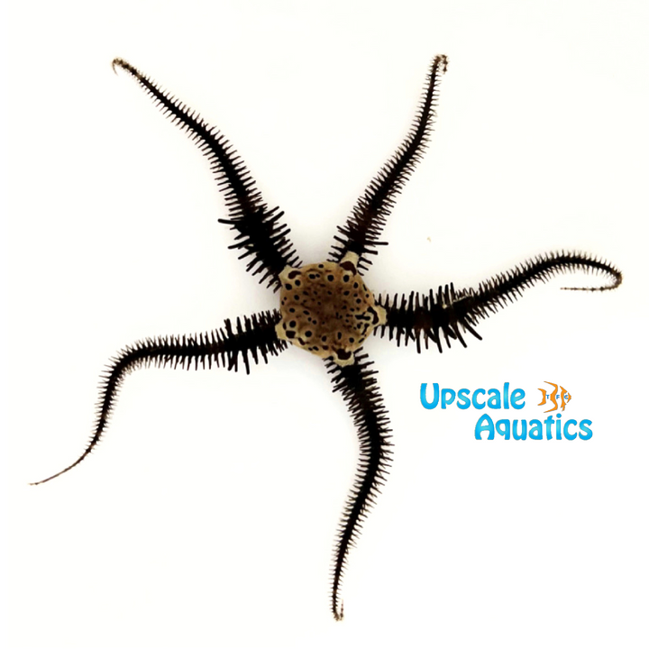 Mosaic Brittle Starfish (Ophiomastix sp.)