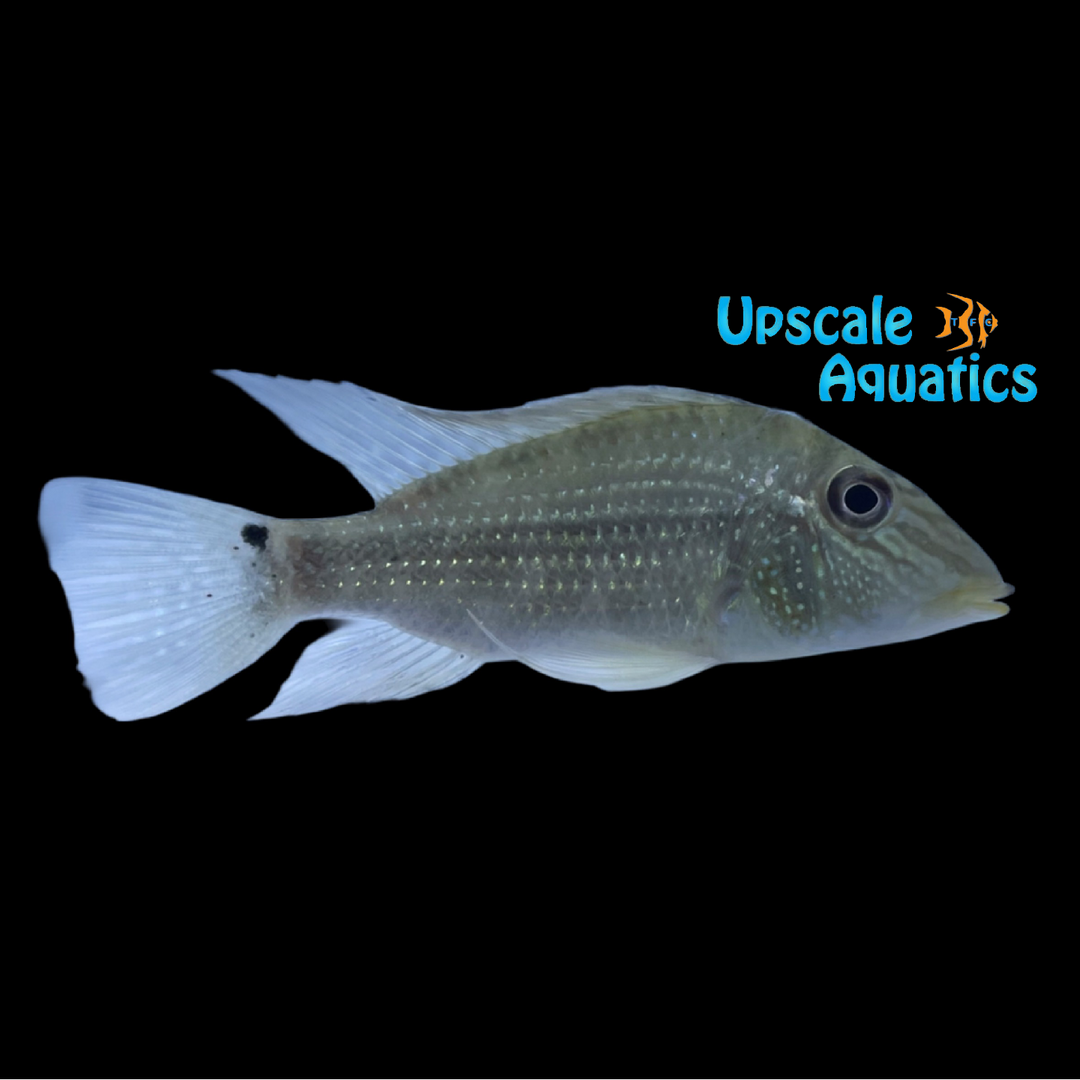 White Spot Eartheater (Satanoperca leucosticta)