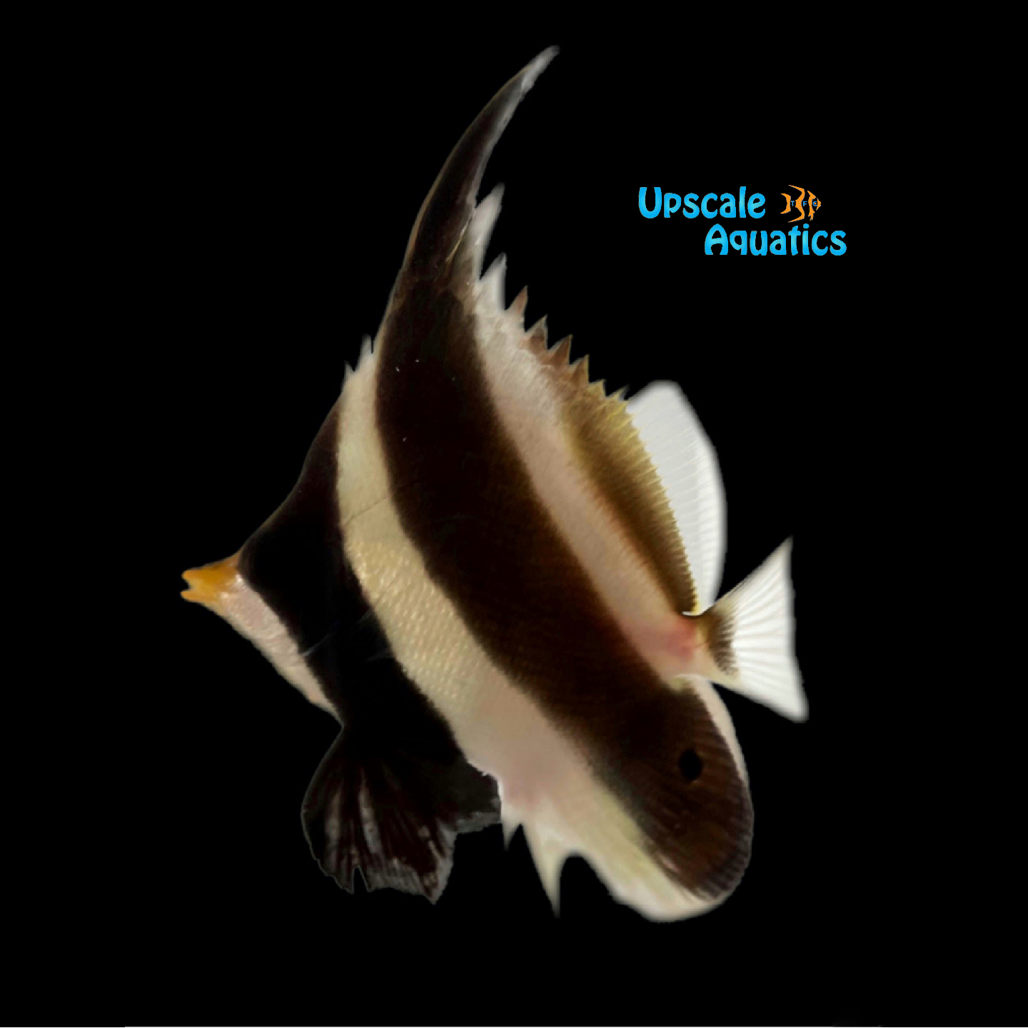 Threeband Pennant Bannerfish (Heniochus chrysostomus) – Upscale Aquatics