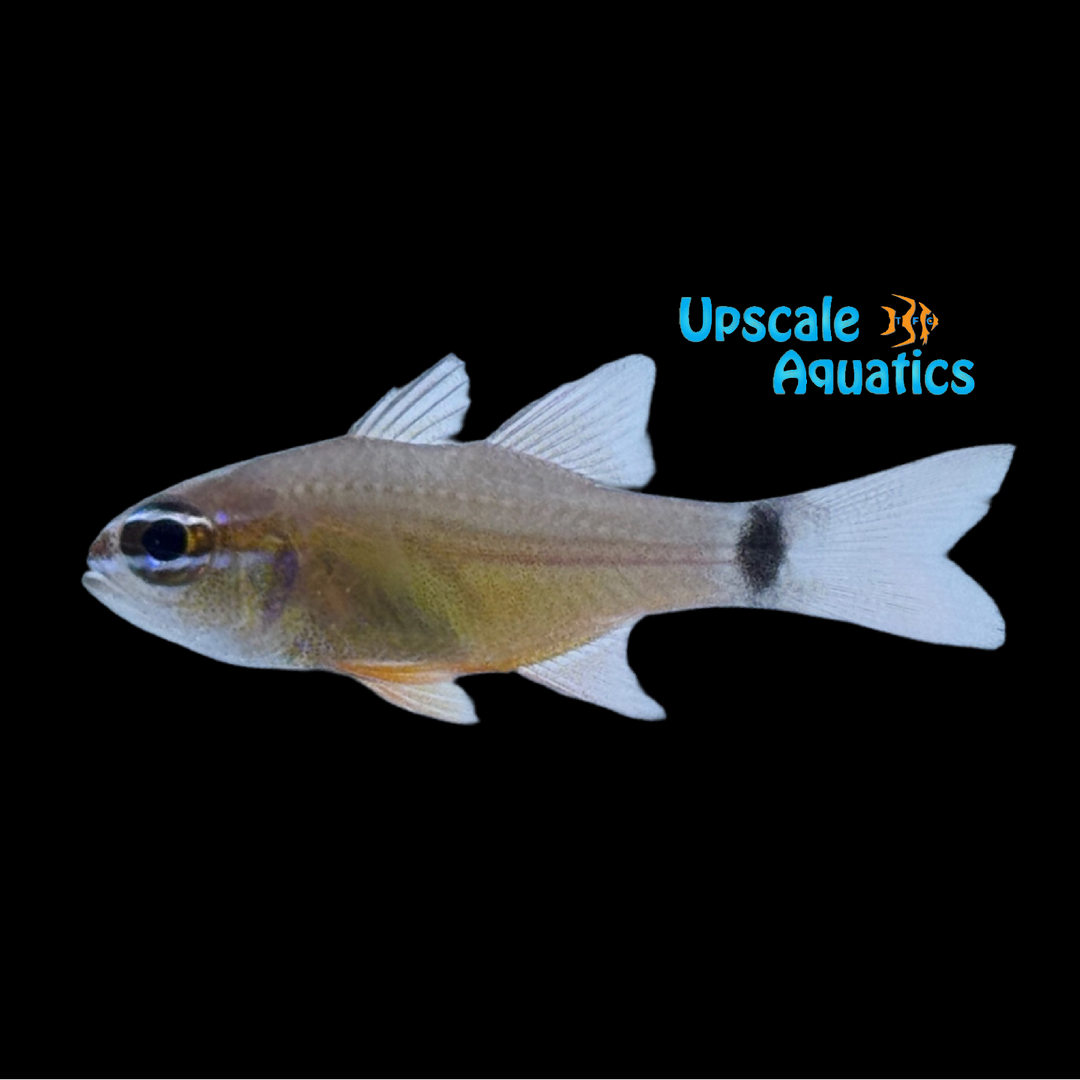 Ringtail Cardinalfish (Apogon aureus)