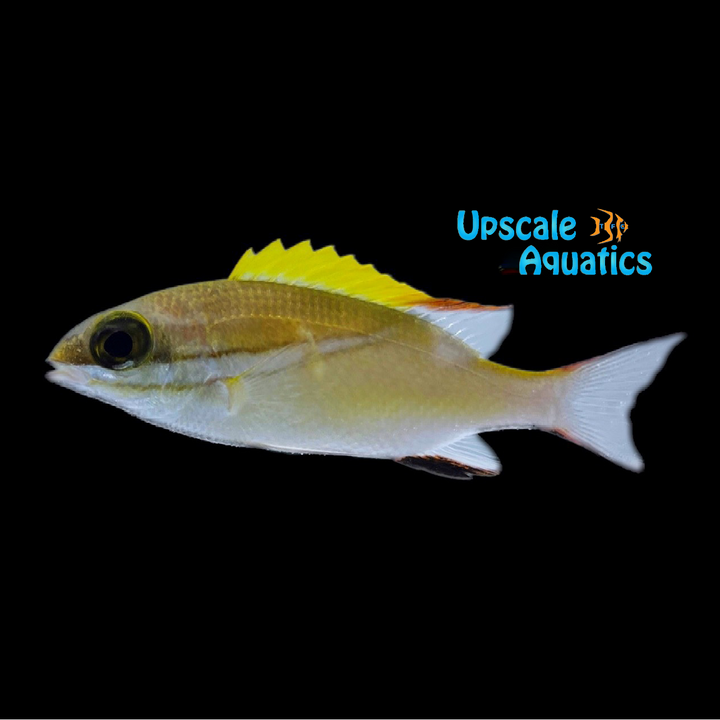 Two Lined Monocle Bream (Scolopsis bilineata)