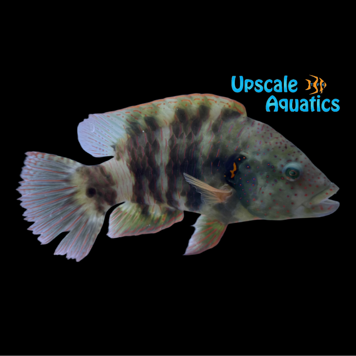 Broomtail Wrasse (Cheilinus lunulatus)