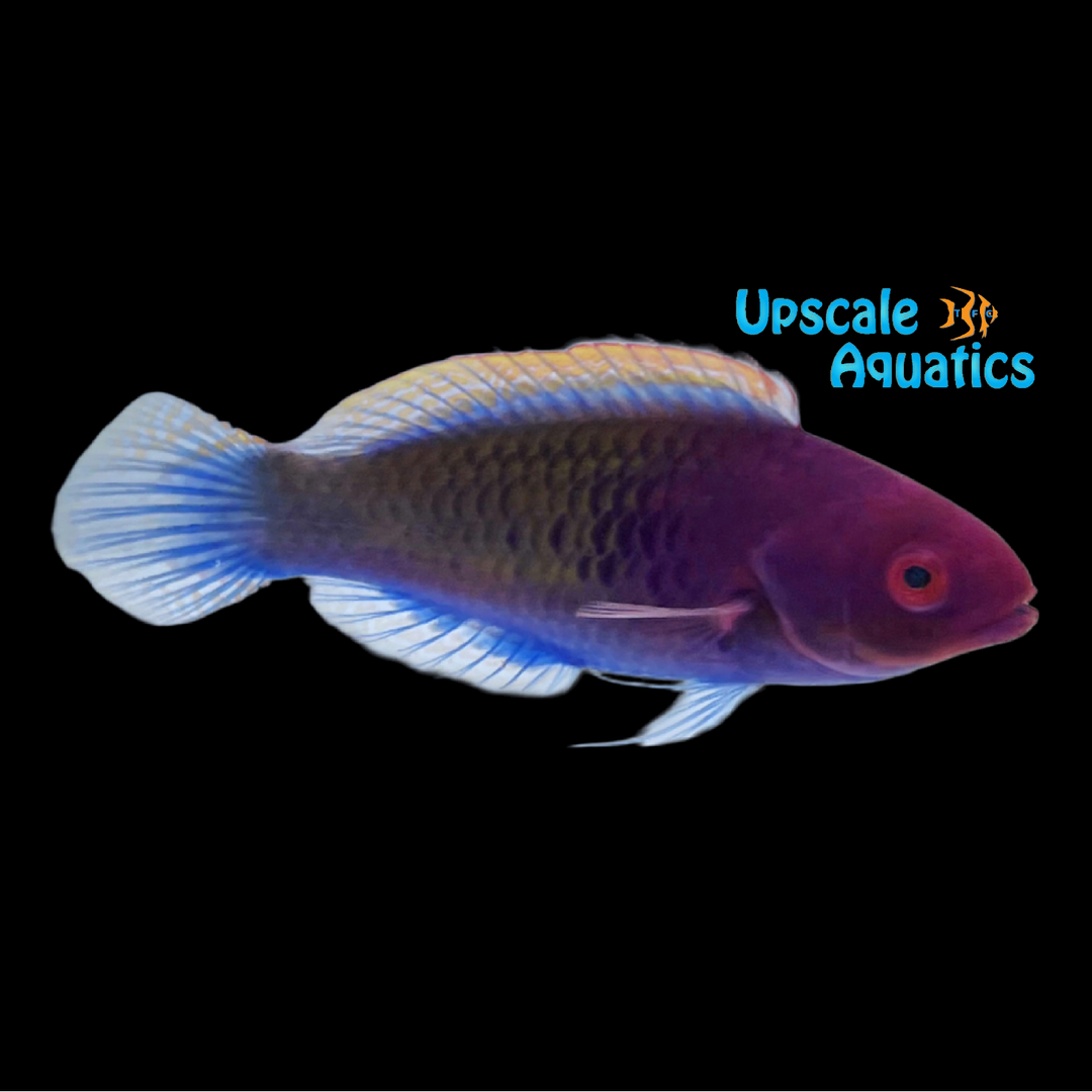 Ruby Head Fairy Wrasse (Cirrhilabrus chaliasi)