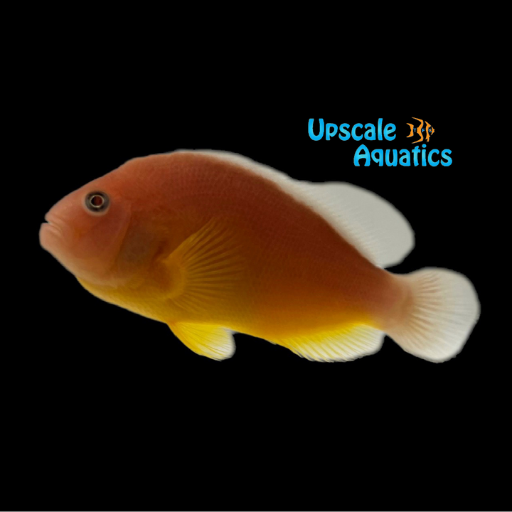 Indian Ocean Skunk Clownfish - Wild (Amphiprion akallopisos)