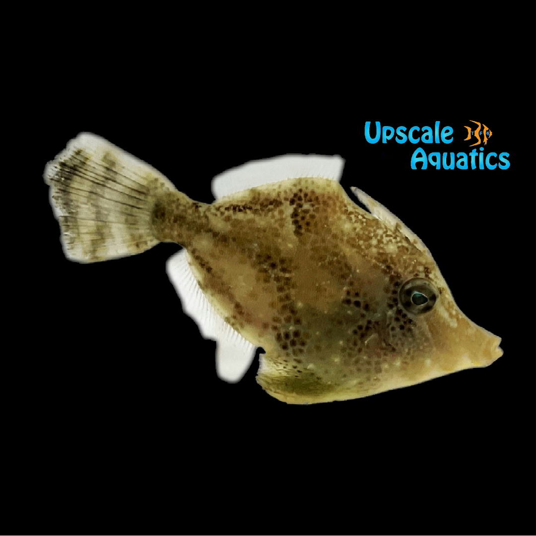 Fanbelly Filefish (Monacanthus chinesis)