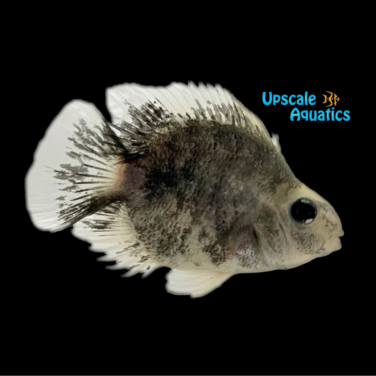 Panda Parrot Cichlid (Cichlasoma var. Parrot) – Upscale Aquatics