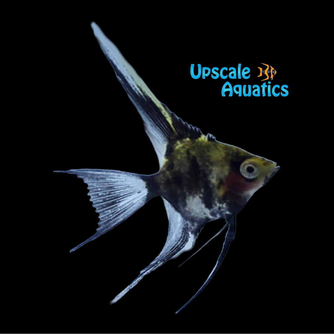 Koi x Red Devil Veil Angelfish (Pterophyllum scalare)