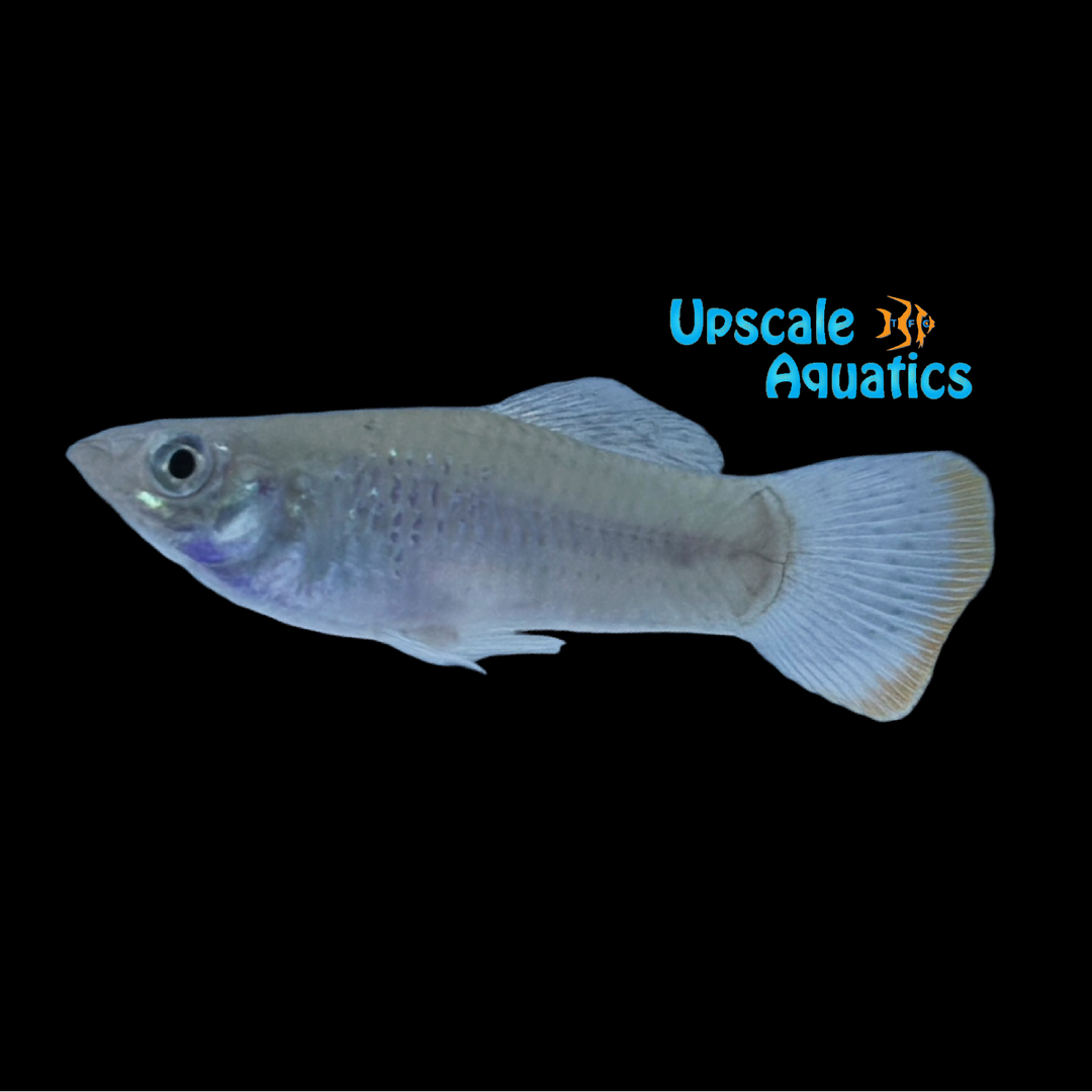 Pacific Molly (Poecilia butleri)