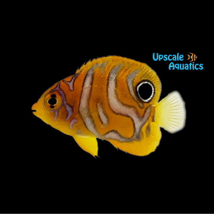 Regal Angelfish - Captive Bred 'Special Pattern' (Pygoplites diacanthus)