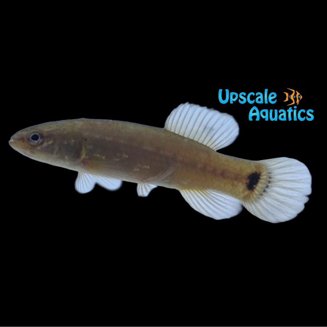 Eastern Mudminnow (Umbra pygmaea)