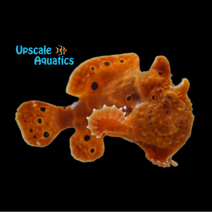 Orange Angler (Antennarius nummifer)