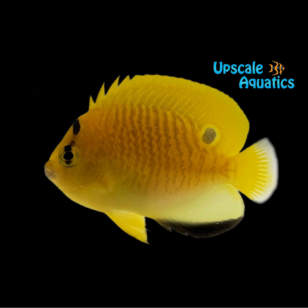 Flagfin Angelfish - Juvenile (Apolemichthys trimaculatus)