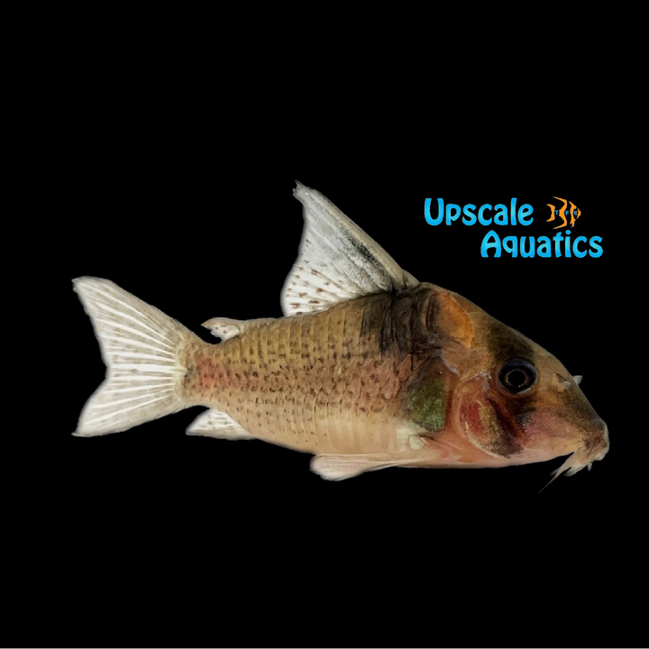Spotted Cory (Corydoras brevirostris)