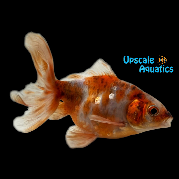 Calico Fantail Goldfish (Carassius auratus)