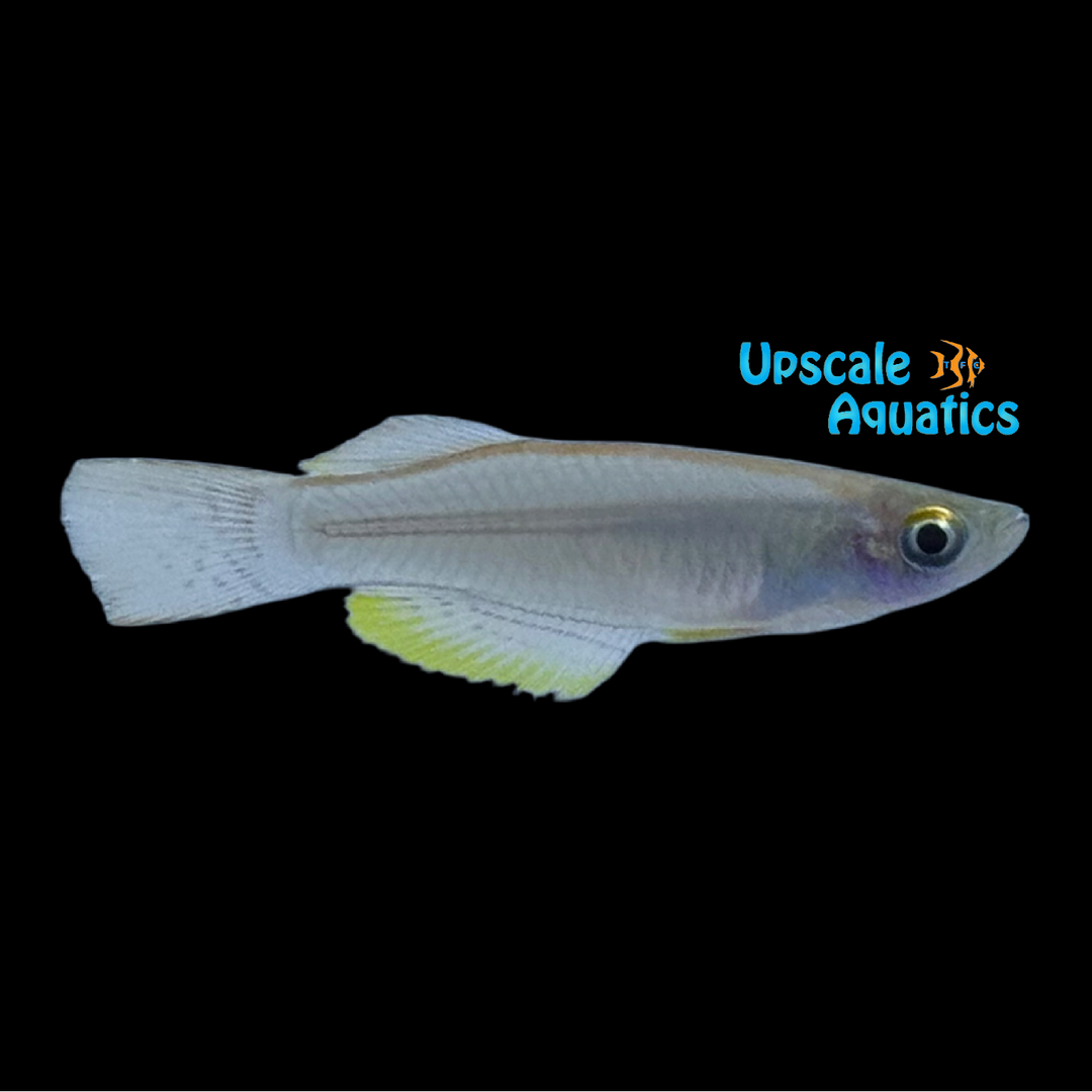 Ogun Lampeye Killifish (Procatopus sp. 'Ogun')
