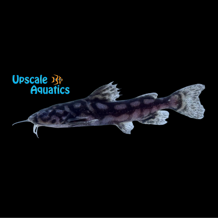 Jewel Spotted Catfish (Wertheimeria maculata)