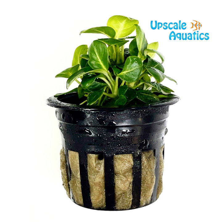 Mini Stardust Anubias (Anubias sp. stardust mini)