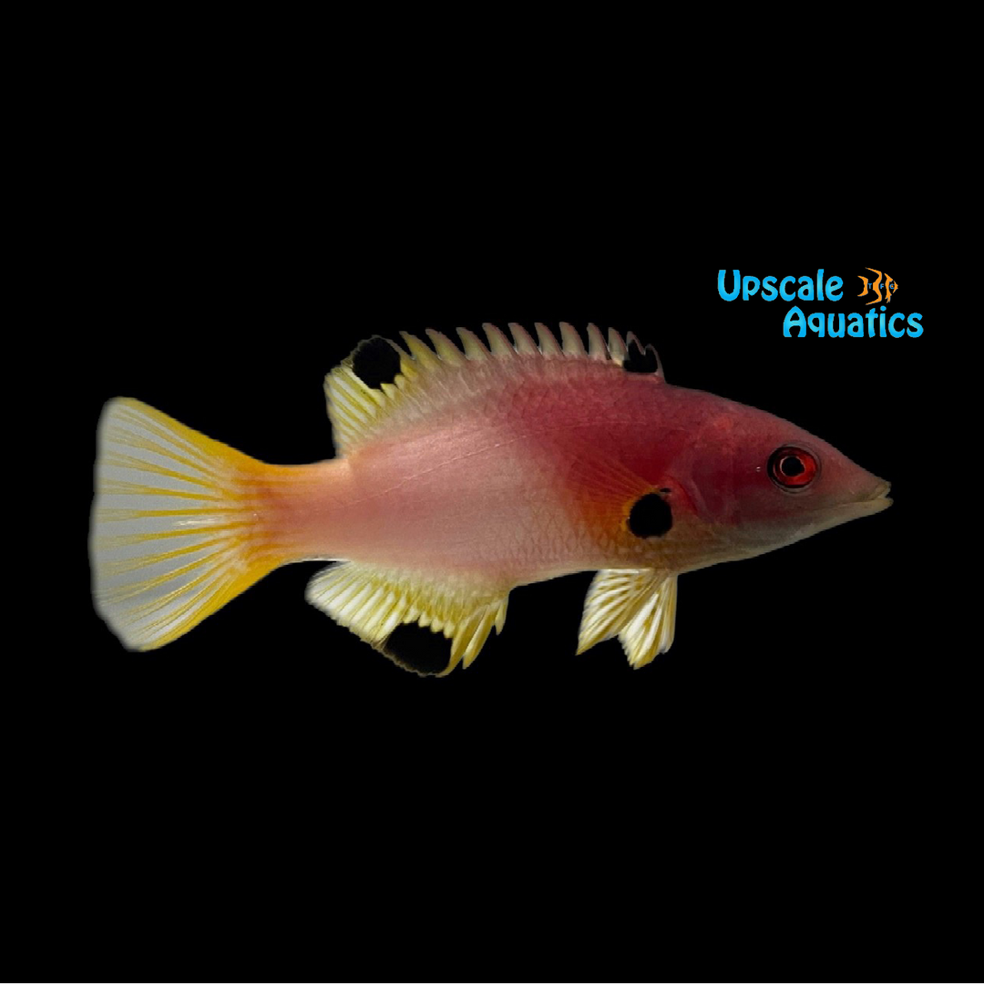 Axilspot Hogfish - Adult (Bodianus axillaris)