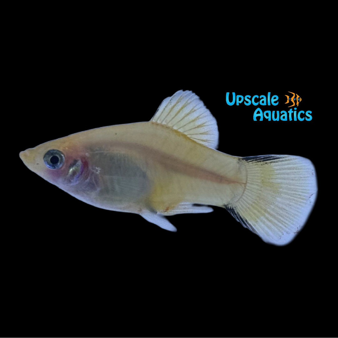 Gold Twinbar Platy (Xiphophorus maculatus)