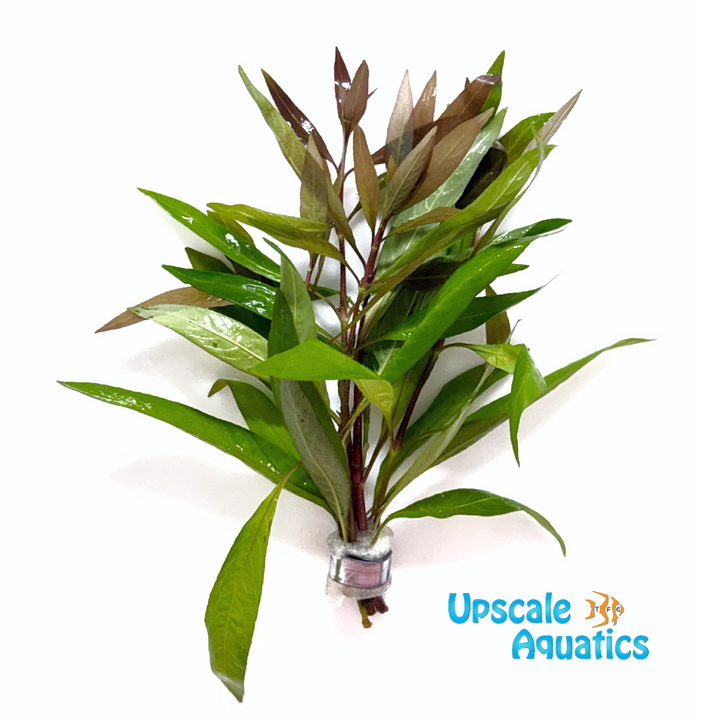 Red Willow Hygrophila (Hygrophila angustifolia rubra)